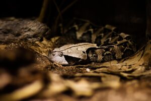スマホでチャットレディをする際の危険や危ないポイントとは？