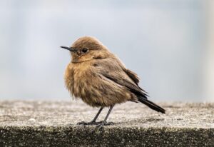 チャットレディのリスクについて知っておくべきことは？