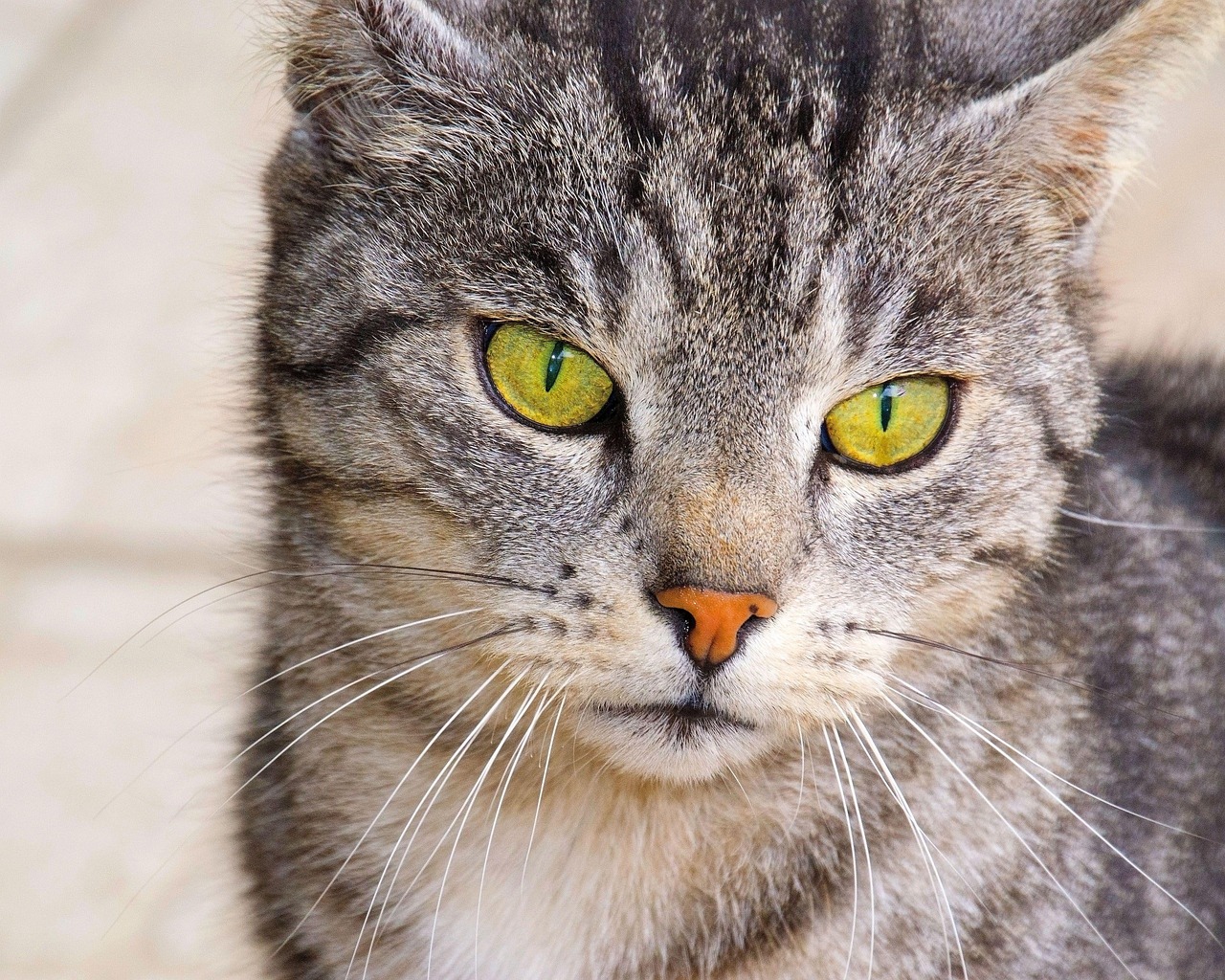 スマホでチャットしながらライブ配信する方法は？