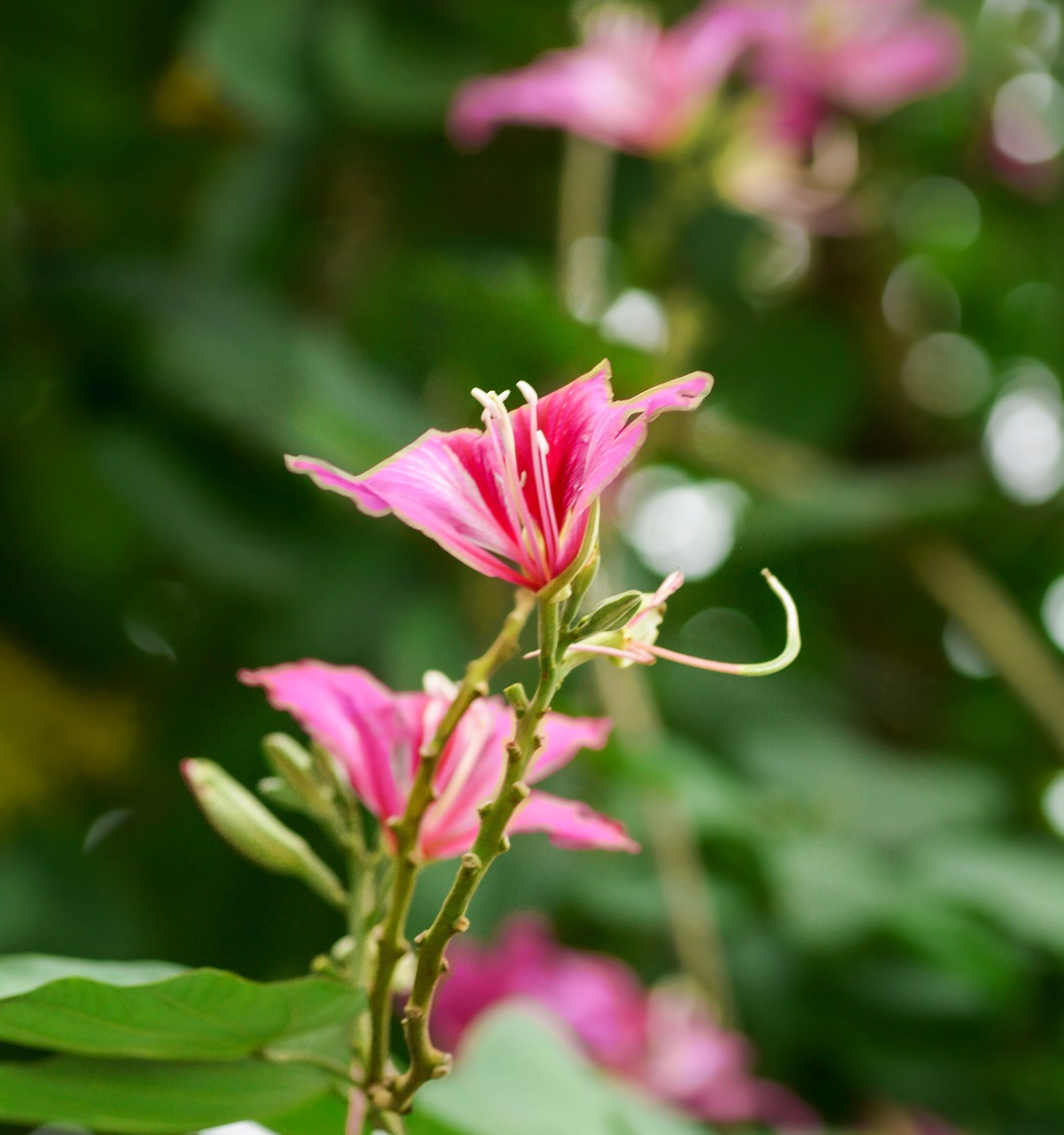 スマホでできるチャットレディの副業おすすめは？