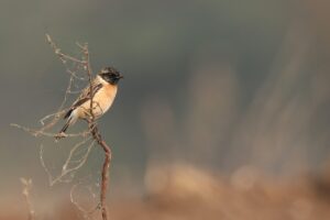 スマホを使ったチャットレディの副業やり方は？